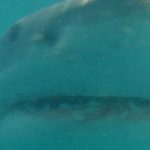 shark documentary