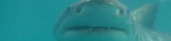 shark documentary
